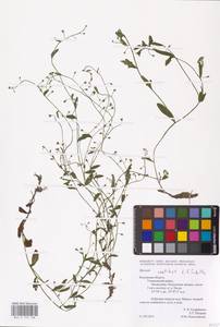 MHA 0 153 108, Myosotis laxa subsp. laxa, Восточная Европа, Центральный район (E4) (Россия)