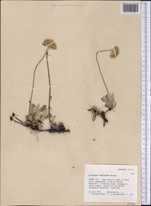 Eriogonum umbellatum var. majus Hooker, Америка (AMER) (США)
