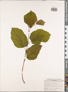 Орешник обыкновенный, Лещина обыкновенная L., Восточная Европа, Центральный район (E4) (Россия)