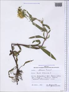 Pentanema britannicum (L.) D. Gut. Larr., Santos-Vicente, Anderb., E. Rico & M. M. Mart. Ort., Сибирь, Дальний Восток (S6) (Россия)