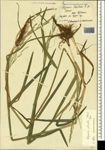 Манник замеченный Chevall., Крым (KRYM) (Россия)