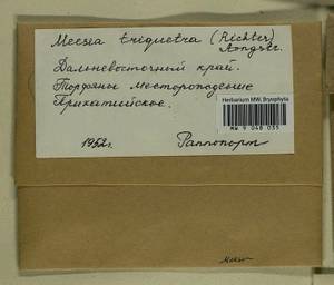 Meesia triquetra (L. ex Jolycl.) Ångstr., Гербарий мохообразных, Мхи - Чукотка и Камчатка (B21) (Россия)