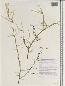 Nanorrhinum scoparium (Brouss. ex Spreng.) Yousefi & Zarre, Зарубежная Азия (ASIA) (Израиль)