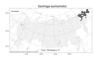 Saxifraga eschscholtzii, Камнеломка Эшшольца Sternb., Атлас флоры России (FLORUS) (Россия)