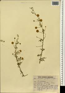 Prosopis juliflora (Sw.)DC., Зарубежная Азия (ASIA) (Индия)