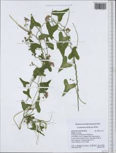 Cynanchum acutum subsp. sibiricum (Willd.) Rech. fil., Зарубежная Азия (ASIA) (КНР)