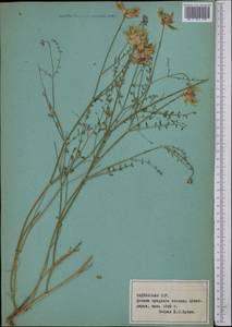 Астрагал, Средняя Азия и Казахстан, Памир и Памиро-Алай (M2) (Таджикистан)