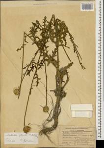 Амбербоа сизая (Willd.) Grossh., Кавказ, Азербайджан (K6) (Азербайджан)
