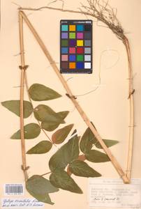 Козлятник восточный Lam., Восточная Европа, Западно-Украинский район (E13) (Украина)