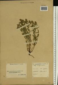 Thymus pannonicus All., Средняя Азия и Казахстан, Прикаспийский Устюрт и Северное Приаралье (M8) (Казахстан)