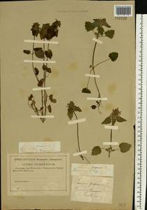 Яснотка пурпурная, Яснотка пурпуровая L., Восточная Европа, Центральный район (E4) (Россия)