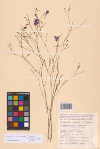 Delphinium consolida subsp. divaricatum (Ledeb.) A.Nyár., Восточная Европа, Нижневолжский район (E9) (Россия)