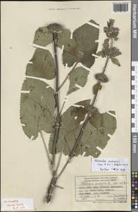 Зопничек луговой (Kar. & Kir.) Adylov, Kamelin & Makhm., Средняя Азия и Казахстан, Памир и Памиро-Алай (M2) (Киргизия)