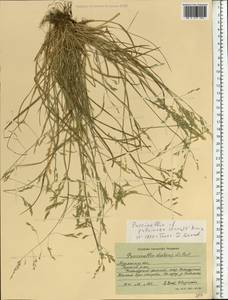 Puccinellia capillaris subsp. pulvinata (Fr.) Tzvelev, Восточная Европа, Северный район (E1) (Россия)
