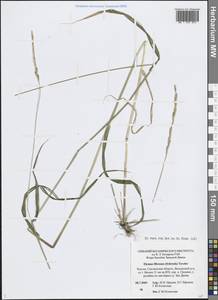 Пырейник волокнистый (Schrenk) Tzvelev, Восточная Европа, Западный район (E3) (Россия)