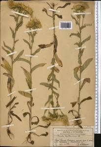 Pentanema britannicum (L.) D.Gut.Larr., Santos-Vicente, Anderb., E.Rico & M.M.Mart.Ort., Средняя Азия и Казахстан, Западный Тянь-Шань и Каратау (M3) (Казахстан)