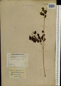Thalictrum aquilegiifolium subsp. aquilegiifolium, Сибирь, Прибайкалье и Забайкалье (S4) (Россия)
