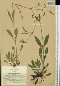 Смолевка поникшая L., Восточная Европа, Московская область и Москва (E4a) (Россия)
