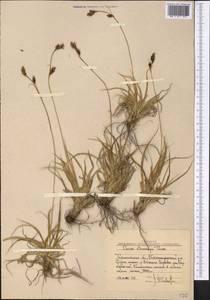 Осока узкоплодная Turcz. ex V.I.Krecz., Средняя Азия и Казахстан, Западный Тянь-Шань и Каратау (M3) (Узбекистан)