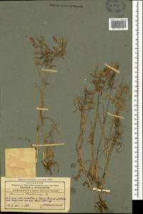 Костер кровельный L., Кавказ, Азербайджан (K6) (Азербайджан)