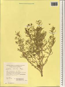 Зейдлиция розмариновая Ehrenb. ex Boiss., Зарубежная Азия (ASIA) (Иран)