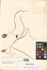 Мышиный гиацинт армянский H.J.Veitch, Кавказ, Грузия (K4) (Грузия)