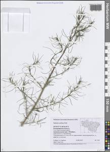 Солянка холмовая Pall., Восточная Европа, Центральный район (E4) (Россия)