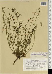 Paracaryum heratense (Rech. fil. & Riedl) Kamelin, Зарубежная Азия (ASIA) (Афганистан)