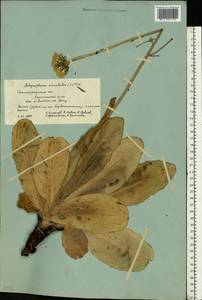 Trommsdorffia maculata (L.) Bernh., Восточная Европа, Нижневолжский район (E9) (Россия)