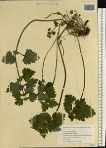 Яснотка пурпурная, Яснотка пурпуровая L., Восточная Европа, Северо-Западный район (E2) (Россия)