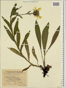 Centaurea cheiranthifolia subsp. cheiranthifolia, Кавказ, Ставропольский край, Карачаево-Черкесия, Кабардино-Балкария (K1b) (Россия)