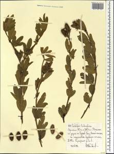 Crotalaria lachnophora A.Rich., Африка (AFR) (Эфиопия)