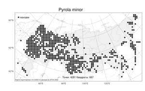 Pyrola minor, Грушанка малая L., Атлас флоры России (FLORUS) (Россия)