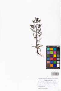 Мытник болотный L., Восточная Европа, Московская область и Москва (E4a) (Россия)