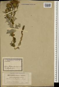 Lophiolepis ciliata subsp. ciliata, Кавказ, Грузия (K4) (Грузия)