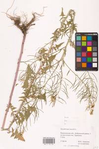 Гулявник Лезеля L., Восточная Европа, Центральный лесостепной район (E6) (Россия)