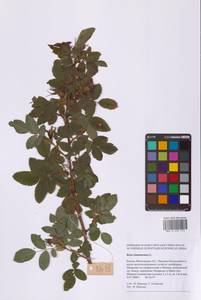 Шиповник майский Herrm., Восточная Европа, Московская область и Москва (E4a) (Россия)