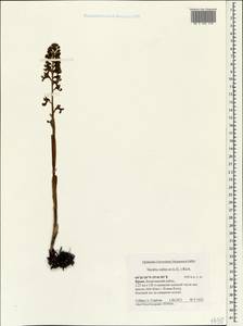 Гнездовка настоящая, Гнездовка обыкновенная (L.) Rich., Крым (KRYM) (Россия)