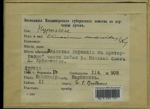 Climacium dendroides (Hedw.) F. Weber & D. Mohr, Гербарий мохообразных, Мхи - Центральное Нечерноземье (B6) (Россия)