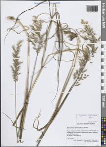 Sibirotrisetum sibiricum (Rupr.) Barberá, Сибирь, Дальний Восток (S6) (Россия)