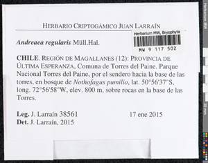 Andreaea regularis Müll. Hal., Гербарий мохообразных, Мхи - Америка (BAm) (Чили)
