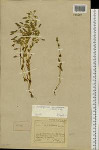 Ломатогониум каринтийский (Wulfen) Reichenb., Сибирь, Прибайкалье и Забайкалье (S4) (Россия)