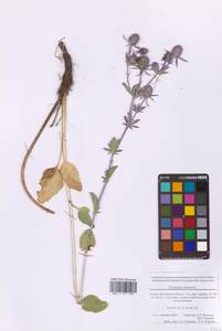 Синеголовник плосколистный L., Восточная Европа, Московская область и Москва (E4a) (Россия)