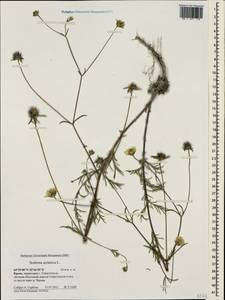 Ломелозия серебристая (L.) Greuter & Burdet, Крым (KRYM) (Россия)