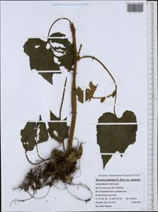 Begonia palmata D.Don, Зарубежная Азия (ASIA) (Вьетнам)