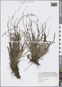 Осока тонкообразная H.Lév. & Vaniot, Сибирь, Дальний Восток (S6) (Россия)