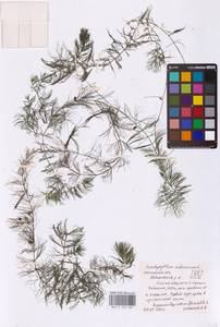 Роголистник светло-зеленый L., Восточная Европа, Центральный район (E4) (Россия)