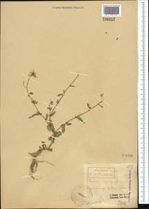 Brassica rapa subsp. sylvestris (L.) Janch., Средняя Азия и Казахстан, Сырдарьинские пустыни и Кызылкумы (M7)