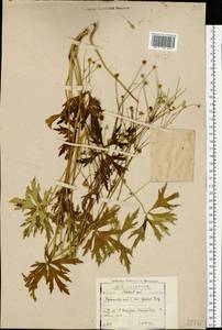 Лютик едкий L., Восточная Европа, Московская область и Москва (E4a) (Россия)