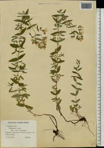 Зверобой изящный Steph. ex Willd., Восточная Европа, Северо-Западный район (E2) (Россия)